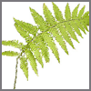 fern