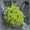 lichen